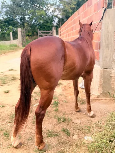 Vendo potro QM com 5 anos 