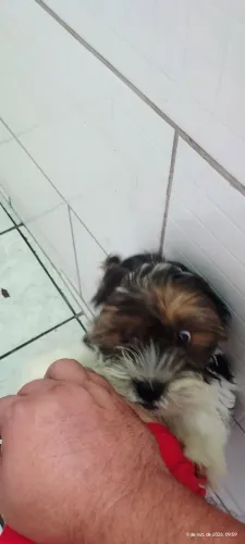 Cachorro