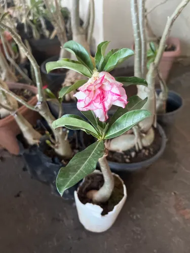 Rosas do Deserto na Promoção