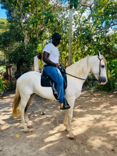 Cavalo