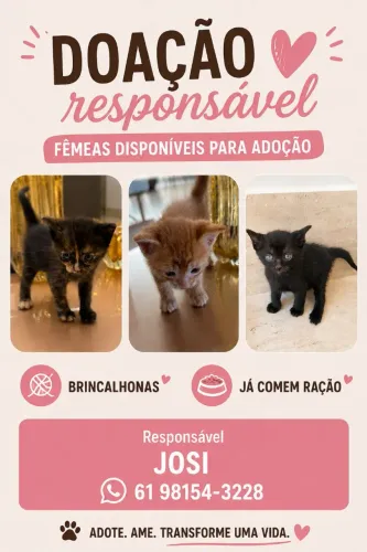 Gatinhas para doação