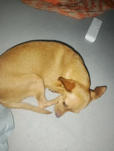 Vende se um pinscher um