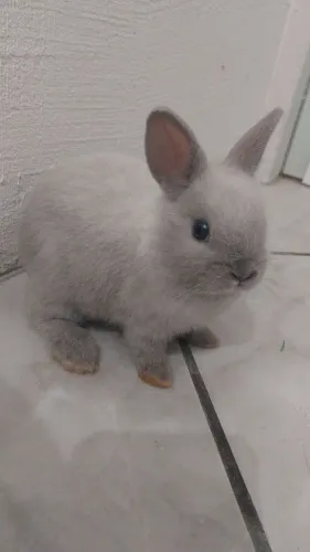 Mini coelhos