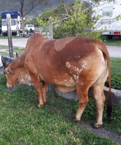 Vaca raça Girl