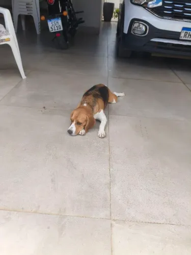 Doação de cadela Beagle