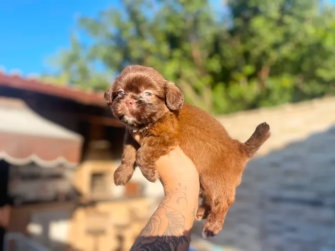 Lindos shih tzu fêmea e macho com Pedigree 