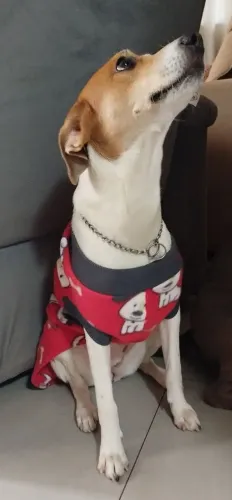 Estou doando cachorrinha 7 meses