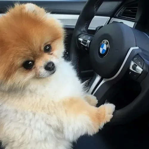 Spitz Alemão Afeto que se mantém estável ao longo do tempo