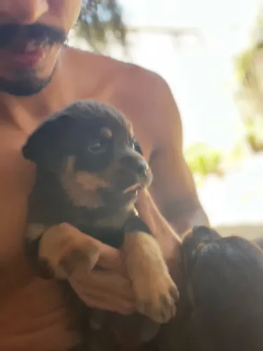 Filhote de Rottweiler
