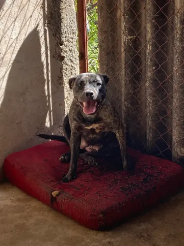Pitbull fêmea disponível 