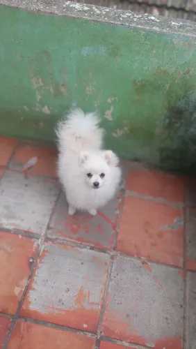 Cão