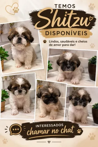 Lindos filhotes de Shitzu