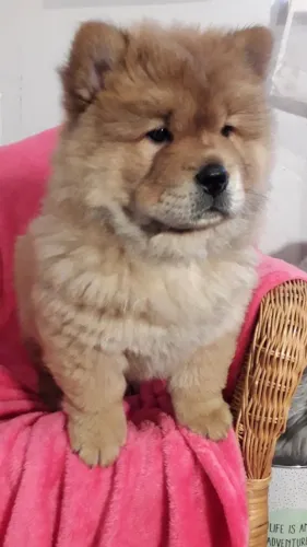 Chow Chow,Chow Chow Filhote Top Padrão da Raça