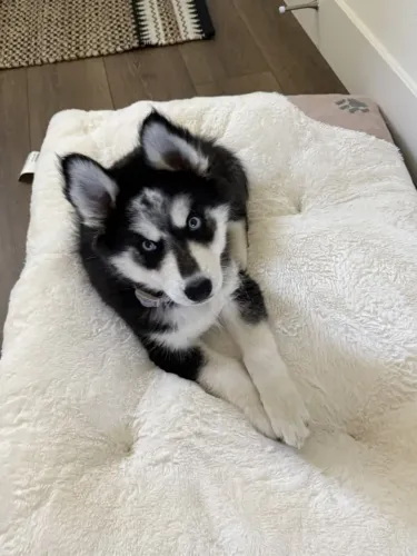 Husky siberiano Um filhote que vai além das expectativas
