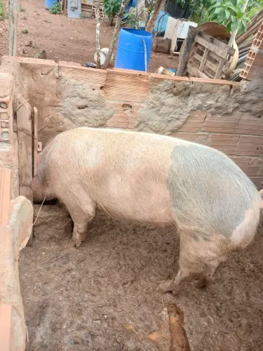 Vendo porco landrace White, barrao tel. 31 9 *