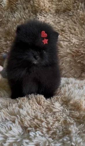 Lulu da pomerania anão ursinho black 