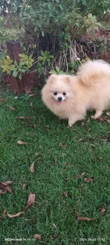 Spitz alemão anão Lulu da Pomerânia 