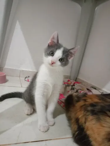 Doação de gato 