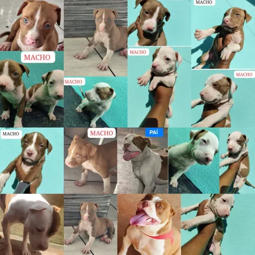 Filhotes de Pitbull disponível 