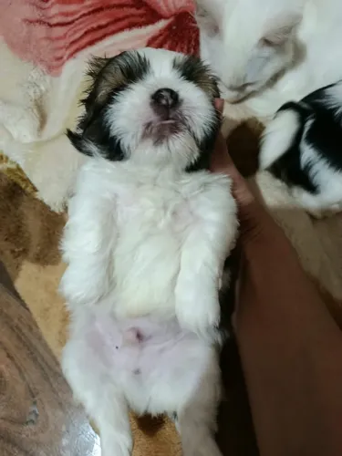 filhote de shih tzu