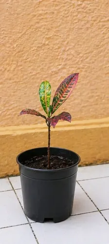 Muda Cróton Petra - colorida