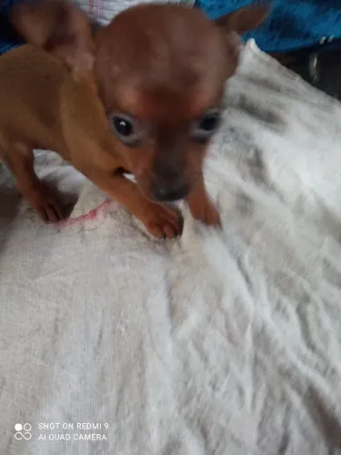 Pinscher fêmea um com zero