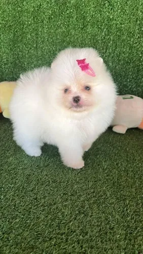 Lulu da pomerania anão baby