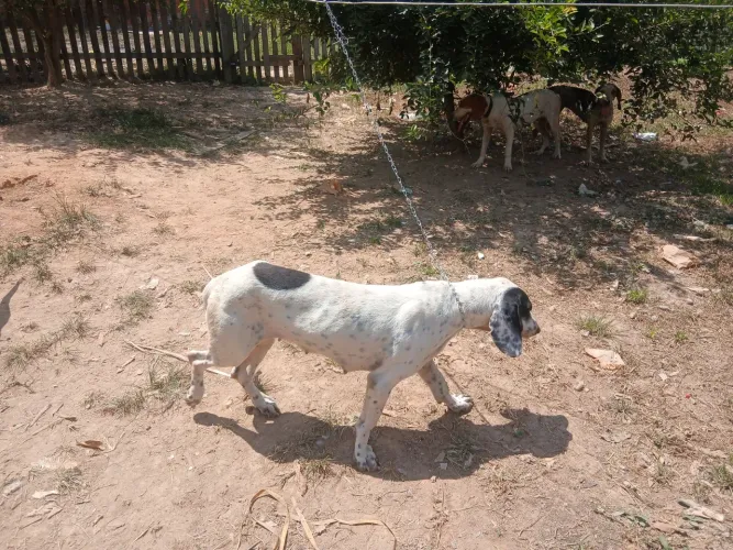 QUERO COMPRAR CACHORRO PROFISSIONAL DE PACA