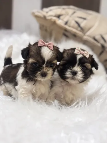 Lhasa Apso fêmea pequenas moças