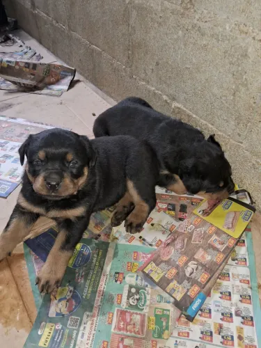 Cachorro Rottweiler 