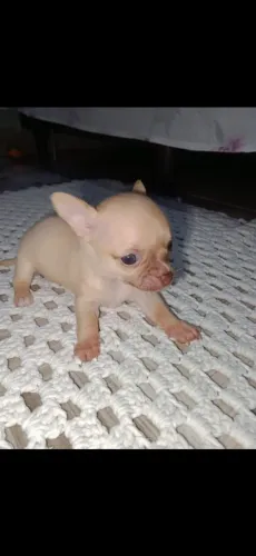 Chihuahua macho e fêmea pronta entrega