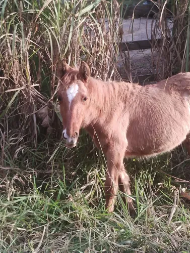 Vende-se cavalo e égua