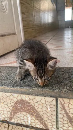 filhote de gato