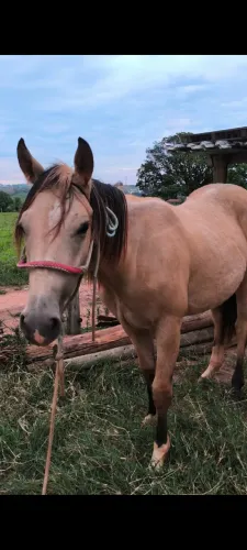 POTRO