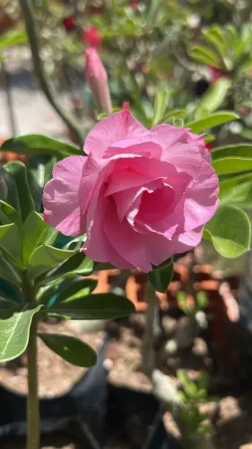 Rosa do deserto - Patuma