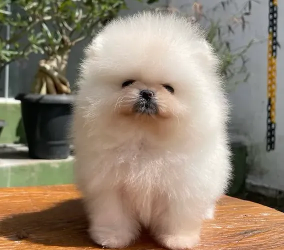 Spitz alemão 