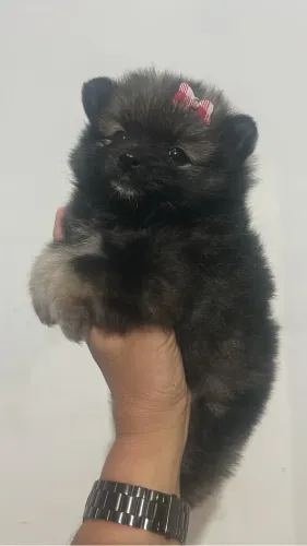 Vendo menina spitz alemão 