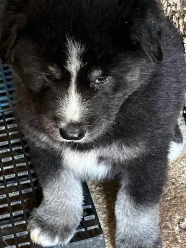 Husky siberiano Monster black