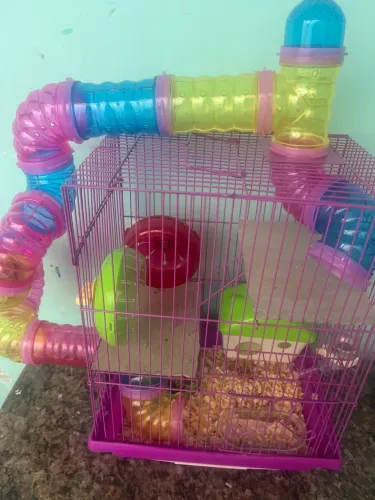 Hamster Anão Russo com Gaiola e acessório.