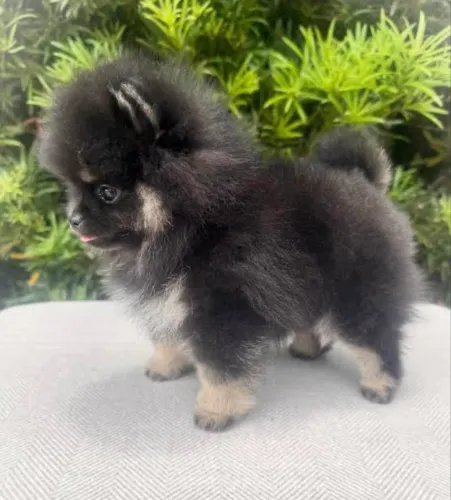 Spitz alemão (Lulu da pomerania) fêmea