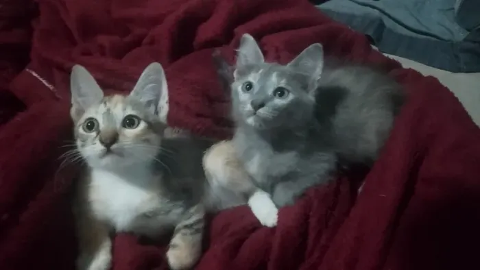 Gatas para doação