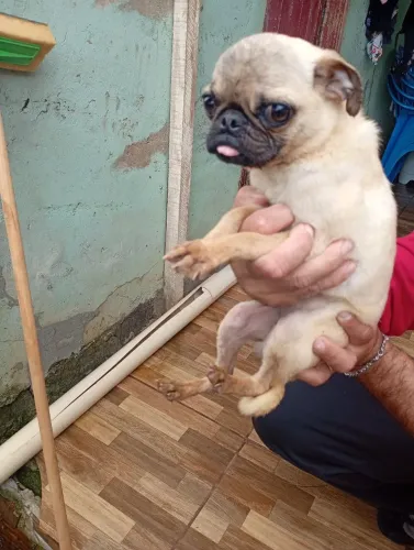 Pug fêmea mini.