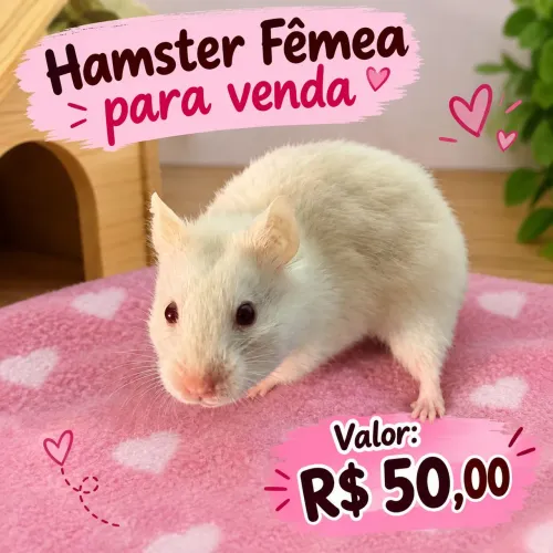 Hamster sírio 