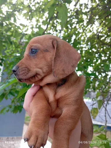 Filhote Dachshund ( salsicha)