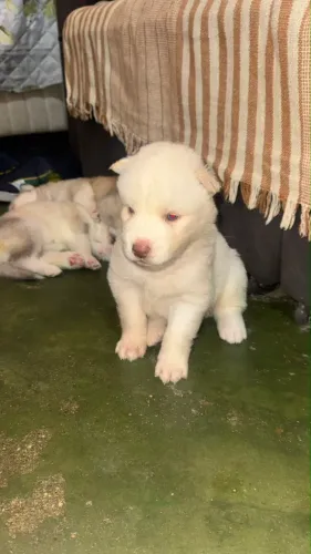 Husky siberiano 1000,00
