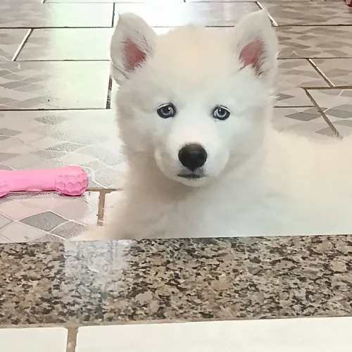 Vende se Filhote de Husky Seberiano Fêmea