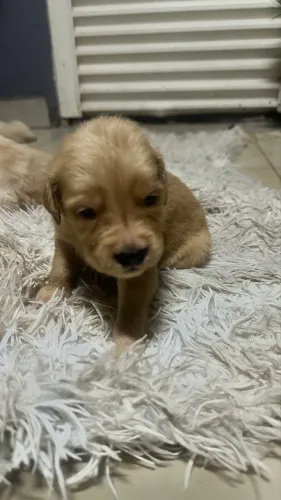 Filhotes Golden retriver puro