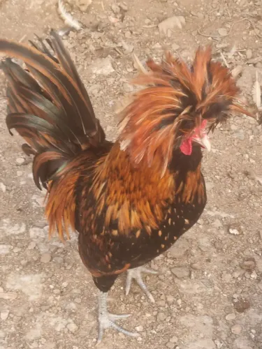 Pintinhos e ovos galados raça polonesa