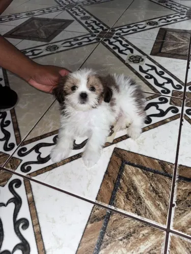 ? FILHOTE DE SHIH-TZU À VENDA MACHO ?