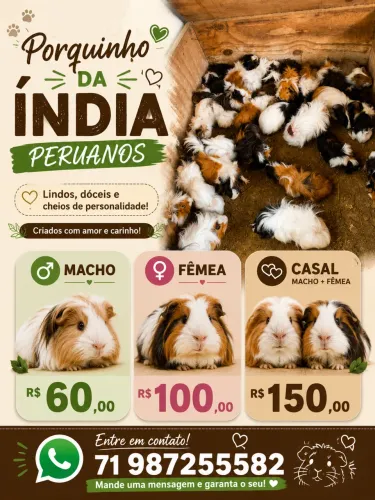 Porquinho da índia peruano
